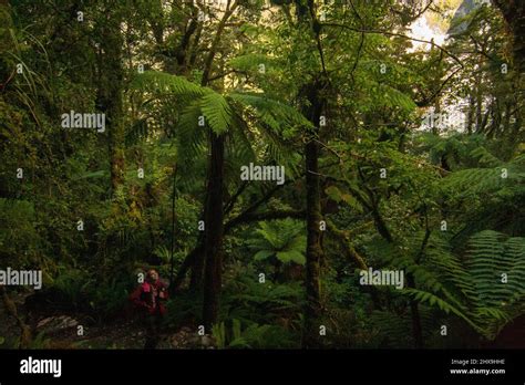 Hiking Woman Admiring The Inner Forest And Fiordland Native Species