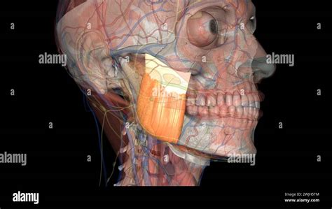 The Superficial Head Alone Of The Masseter Muscle Functions By Allowing Protrusion Of The