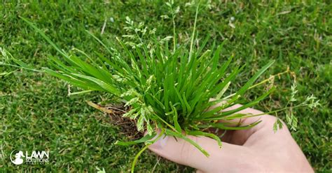 How To Combat Winter Lawn Weeds All Turf Solutions