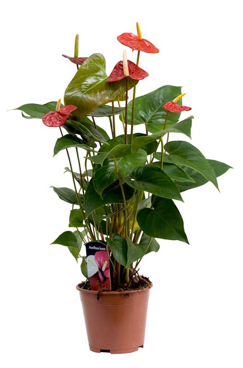 Kwiaty Doniczkowe Domowe Trujące | Kwiaty Polska