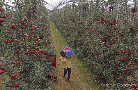 High Density Apples Continue To Transform Kashmirs Horticulture Sector