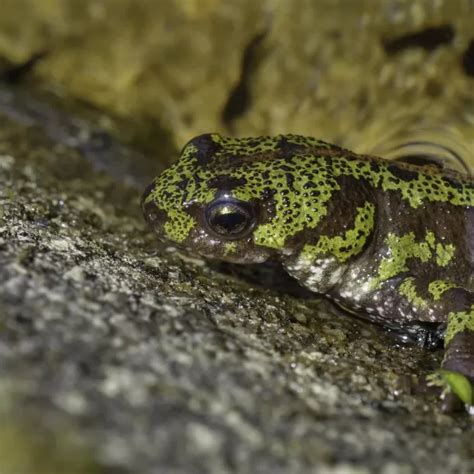 Descubre los anfibios más venenosos y letales del mundo Ses Vinyes