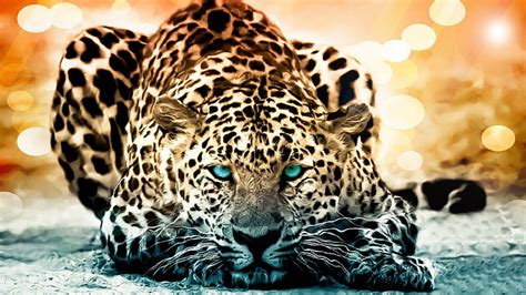 HD wallpaper: face, background, butterfly, Jaguar, wild cat | Wallpaper Flare