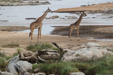 Serengeti National Park Archives Uwanda Tours And Safaris