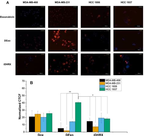 A Cellular Internalization For Mda Mb 468 Mda Mb 231 Hcc 1806 And