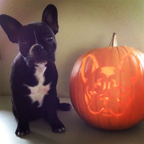 Bella And Her French Bulldog Pumpkin Dog Pumpkin Cute Animals Dog Care