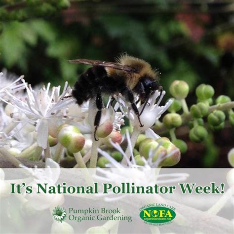 June Is National Pollinator Month June 20 26 Is National Pollinator