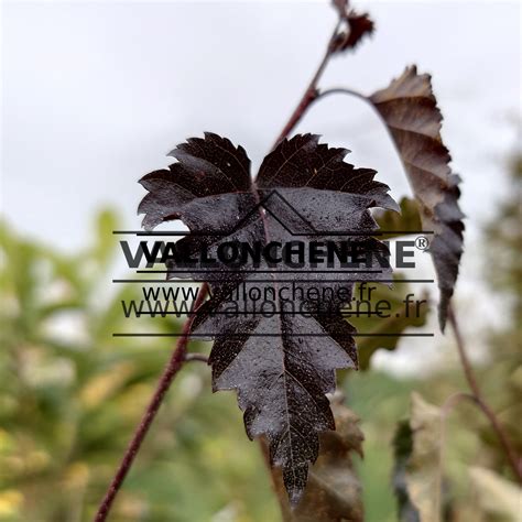 BETULA pendula ssp. pendula 'Purpurea' (bouleau verruqueux pourpre)