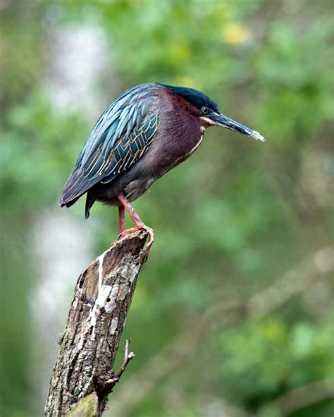 Green Heron Nest Stock Photos, Pictures & Royalty-Free Images - iStock