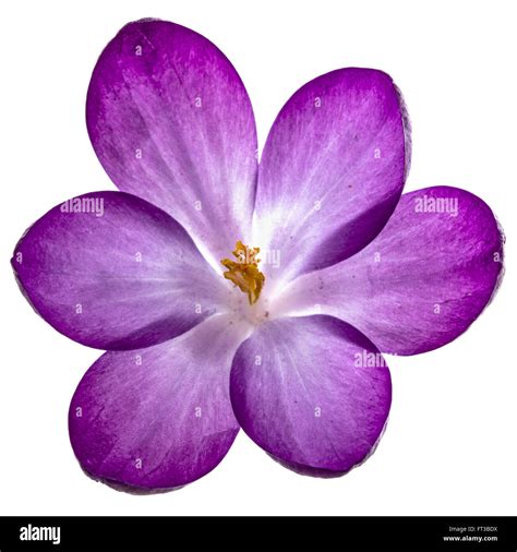 Purple flowers of crocus, isolated on white background Stock Photo - Alamy