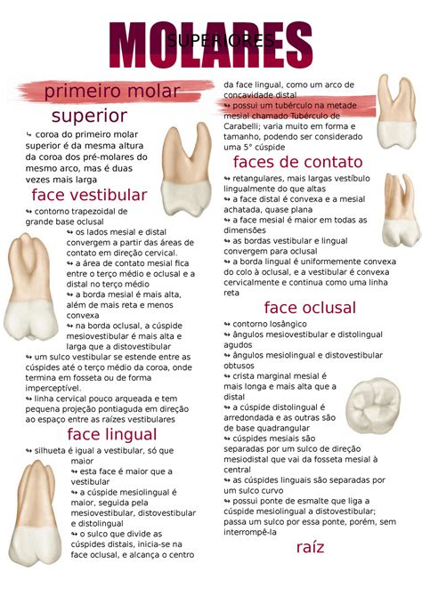 Molares Superiores Molares Primeiro Molar Superior Coroa Do