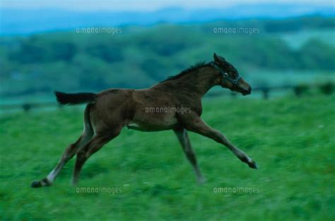 草原を走る馬 02011010108 ｜ 写真素材・ストックフォト・画像・イラスト素材｜アマナイメージズ