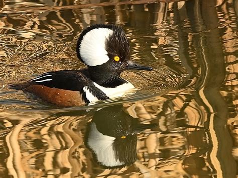 Hooded Merganser South Okanagan Naturalists Club