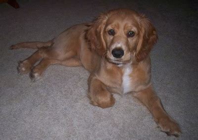 Golden Cocker Retriever (Golden Retriever Cocker Spaniel Mix) Info ...