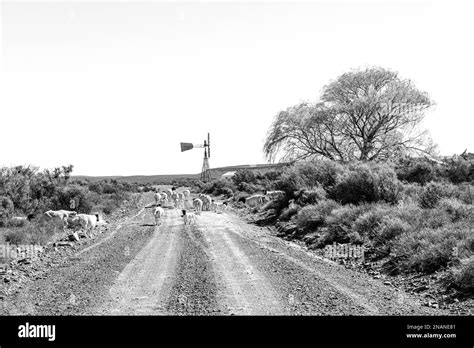 Sheep Blocking The Historic Postal Route Between Fraserburg And