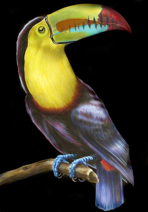 Toucan that I coloured from Intricate ink animals in Detail by Tim ...