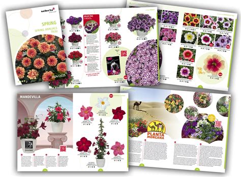 News Detail New Catalogue Spring Annuals And Trixi 202425