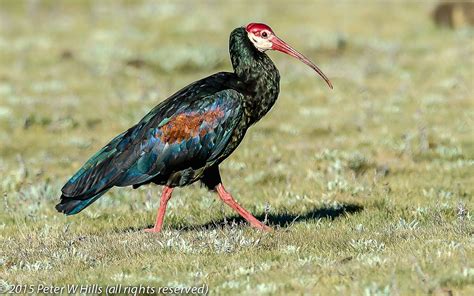 Ibis Southern Bald Geronticus Calvus Lesotho World Bird Photos