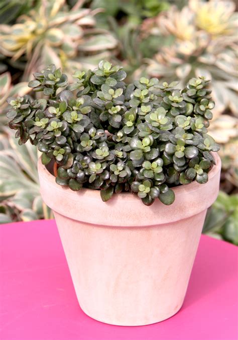 Crassula Planter Et Entretenir Ooreka