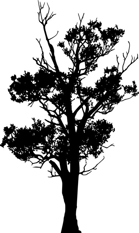 Oak Tree Silhouette Transparent Background