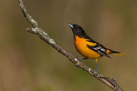 Baltimore Oreole By Jerry Peltier Via 500px Birds