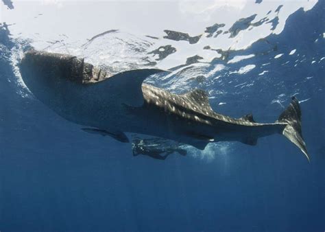 Whale shark excursion, Mexico | Audley Travel UK