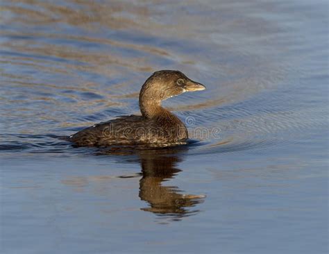 Pied Billed Grebe Swimming In The Wetlands Beside The Marsh Trail In