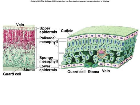 How Plants Colonized Land