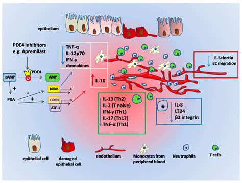 Ijms Free Full Text Pde Inhibition And Inflammatory Bowel Disease