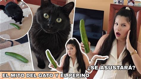 Probamos El Mito Del Pepino Y Los Gatos Se Asustar Youtube