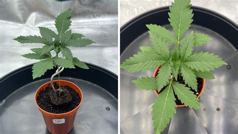 Orange Sherbet Ff Cannabis Strain Week By Week Guide Fast Buds