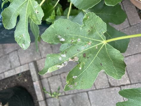 Fig tree pests — BBC Gardeners' World Magazine