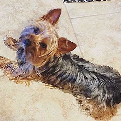 Bryan TX Yorkie Yorkshire Terrier Meet Vonn A Pet For Adoption