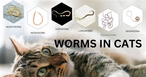 How Do Cats Get Worms Angkop