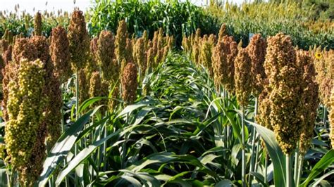 África mijo y sorgo los cereales más resistentes al cambio climático