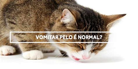 GATO VOMITAR PELO É NORMAL Labovet Produtos Veterinários