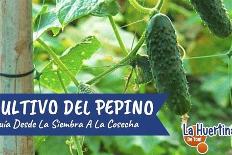 Guía completa Cómo sembrar y cultivar pepinos fácilmente eco360