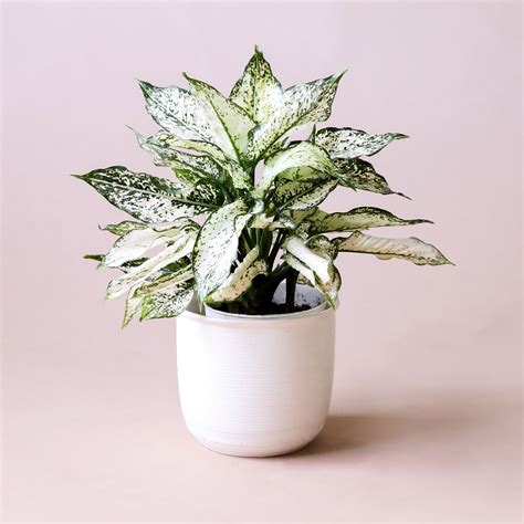 Aglaonema First Diamond Pigment