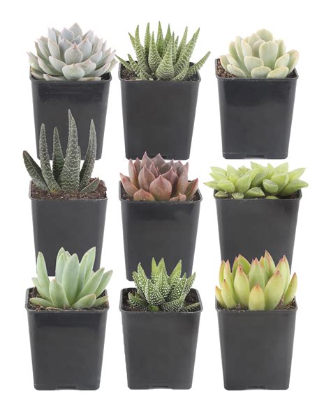 Costa Farms Indoor 9 Assorted Succulents House Plant In 25 Inch Grow Pot And Reviews Wayfair