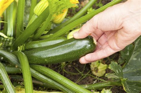 Picking Zucchini Plants - Learn How And When To Harvest Zucchini | Gardening Know How