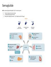 Semaglutide Mechanism Of Action Side Effects And Dosing Course Hero