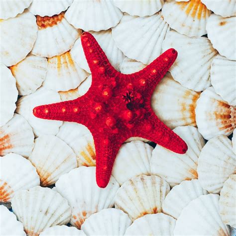 Conchas E Estrelas Do Mar De Fundo Clima De Praia Arte Minimalista