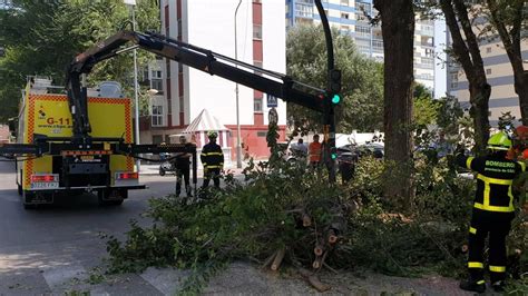 Dos mujeres heridas por la caída de árbol de grandes dimensiones en Cádiz