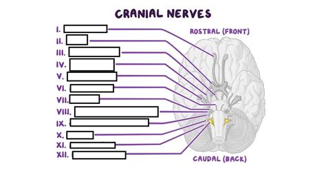 Cranial Nerver Diagram Quizlet