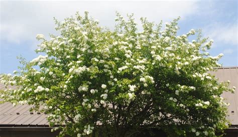 Blackhaw Viburnum Viburnum Prunifolium In The Viburnums Database