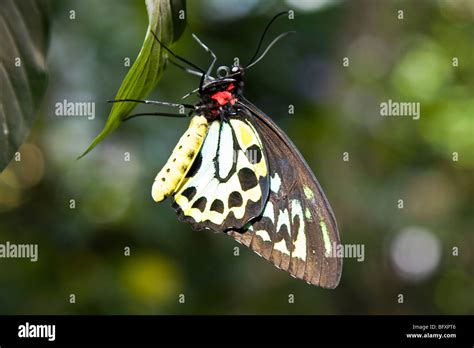 A Butterfly At The Key West Butterfly And Nature Conservatory Florida