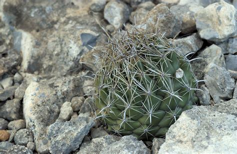 Coryphantha Salinensis In February By Ad Konings Inaturalist