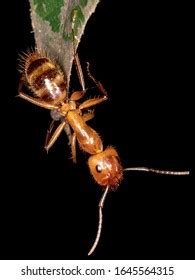 Dorsal View Lynx Spider Oxyopes Bhartae Stock Photo 1649471953