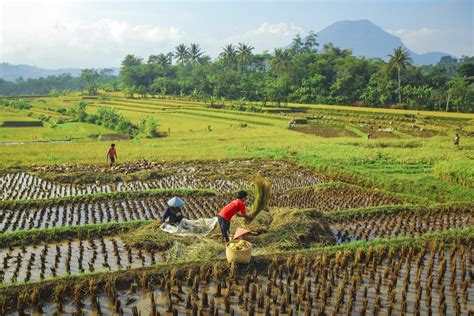 Harvest Time The Farmer Are Harvesting Rice At The Paddy Field