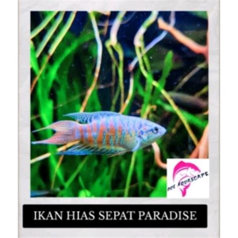 Jual Hiasan Aquarium Sepat Paradise Shopee Indonesia